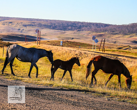 Brumbies30122021a_0076