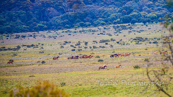 Brumbies27122021_0154