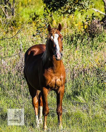 Brumbies29122021_0248
