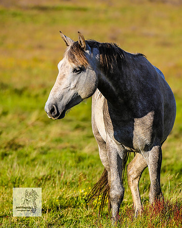 Brumbies30122021pm_0211