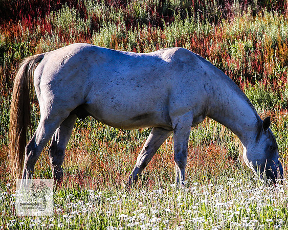 Brumbies29122021_0148