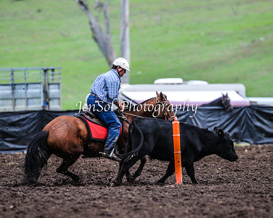 CabanandraCampdraft2014_2731