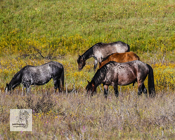 Brumbies30122021a_0024