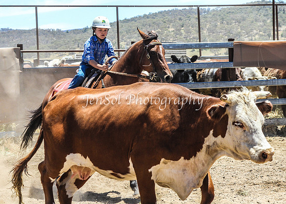 AdaminabyCampdraft2015_0760