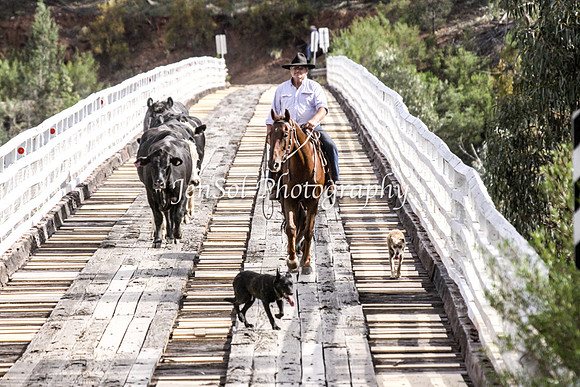 Cabcattle20121_0058