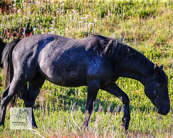 Brumbies29122021_0126