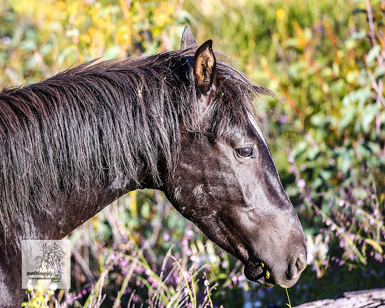 Brumbies29122021_0290