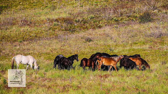Brumbies29122021_0058