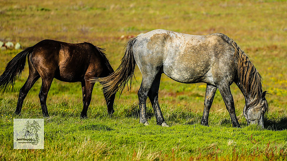 Brumbies30122021pm_0485