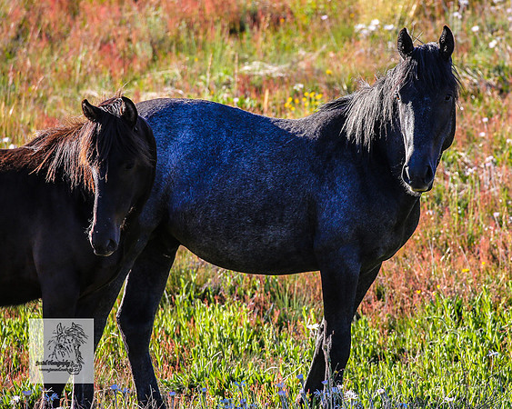 Brumbies29122021_0145