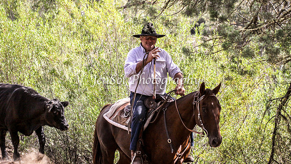 Cabcattle20121_0070