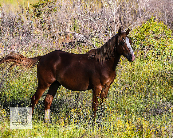 Brumbies29122021_0277