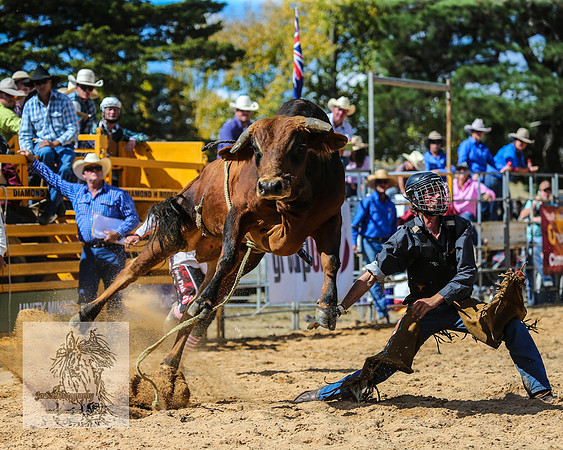 BraidwoodRodeo2015_2252