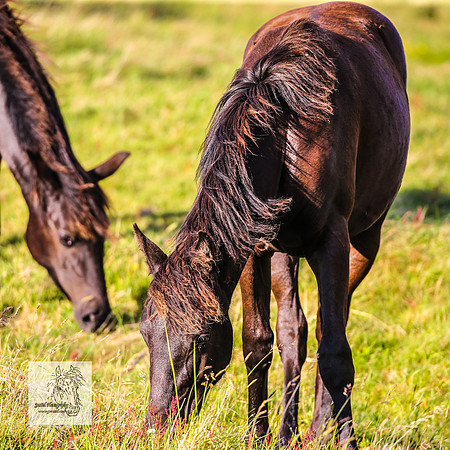 Brumbies30122021pm_0401