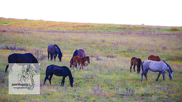 Brumbies26122021_0018