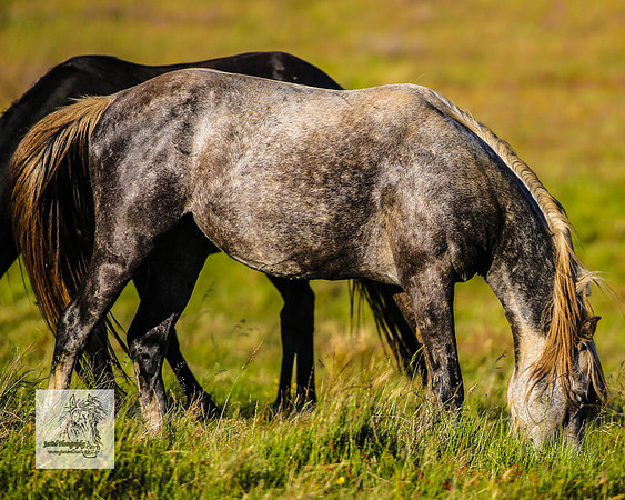 Brumbies30122021pm_0103