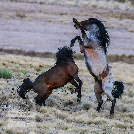 BrumbiesSep2023_0126