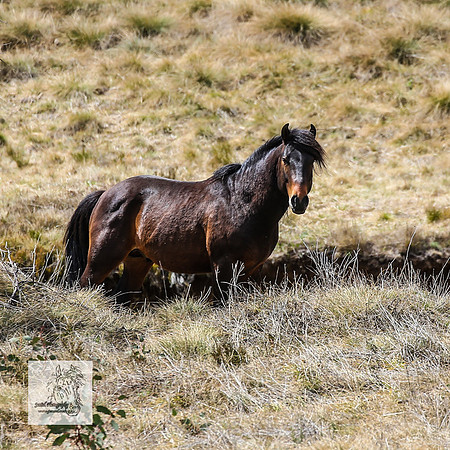 Brumbies1Oct2023_0107