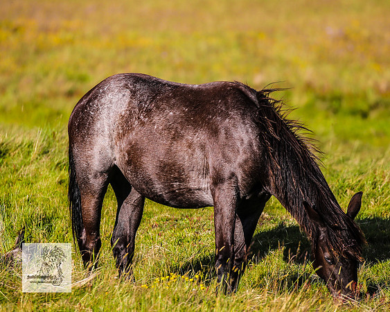 Brumbies30122021pm_0433