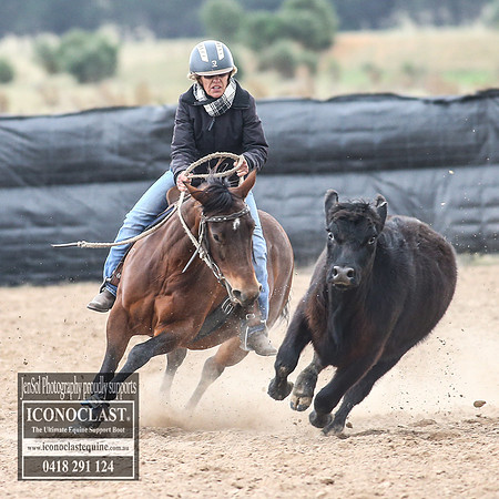 GoulburnCampdraft2018_8489