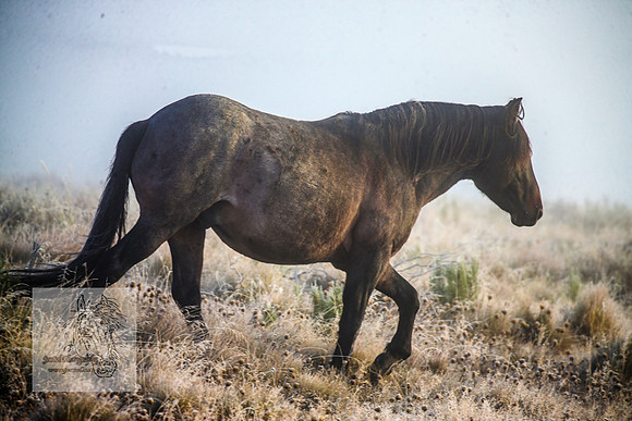 BrumbiesAnzacSat2024_0899