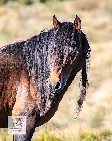 Brumbies2Nov23_0104