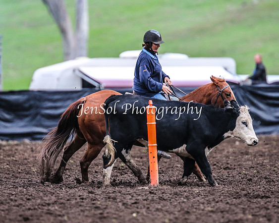 CabanandraCampdraft2014_2785