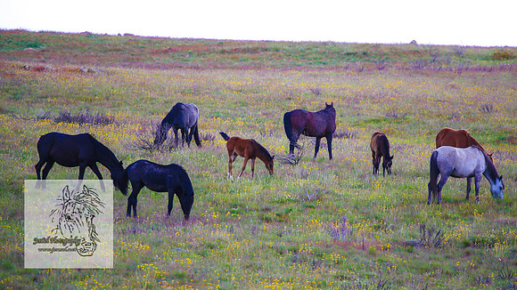 Brumbies26122021_0028