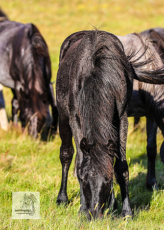 Brumbies30122021pm_0273