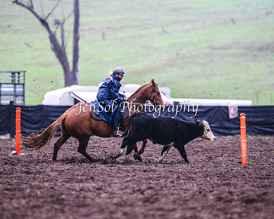 CabanandraCampdraft2014_3573