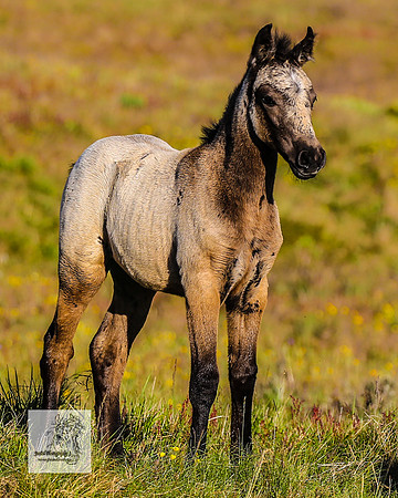 Brumbies30122021pm_0222