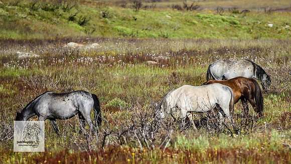 Brumbies30122021a_0039