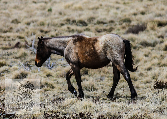 BrumbiesOctober2024_0065