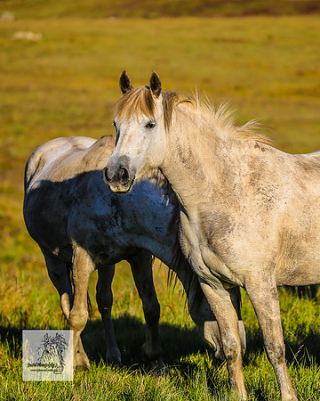 Brumbies30122021pm_0086