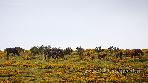 Brumbies27122021_0212