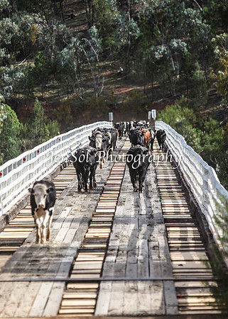 CabCattle2012_0336