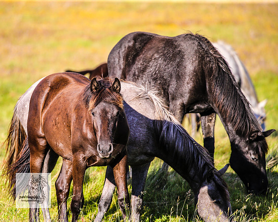 Brumbies30122021pm_0430