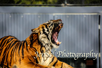 Symbio Zoo and Whale Watching at Kurnell