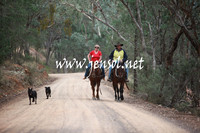 Cattle Drive