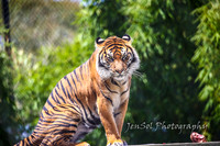 Symbio Wildlife Park February 2018