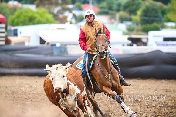 NimmitabelCampdraft2017_3627