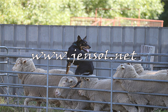 Taralga2015_0708