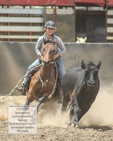 AdaminabyCampdraft2019_1121