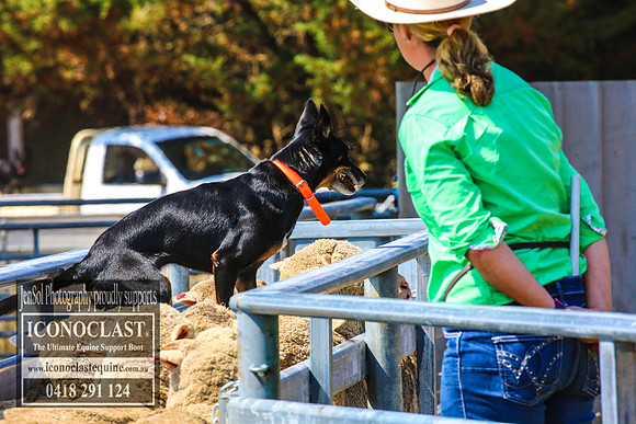 TaralgaDogs2018_0162