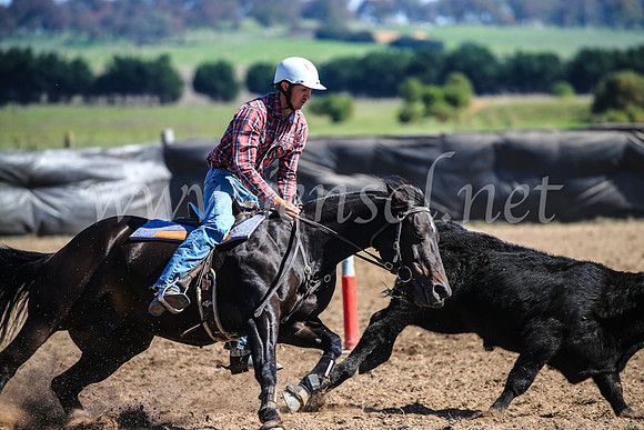 GoulburnCampdraft2017_3699