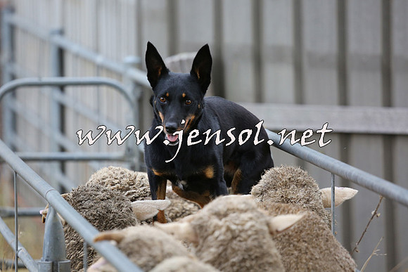 TaralgaCampdraftSat_0504