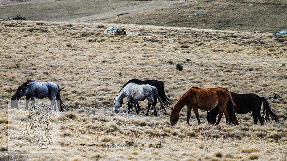 BrumbiesOctober2024_0057