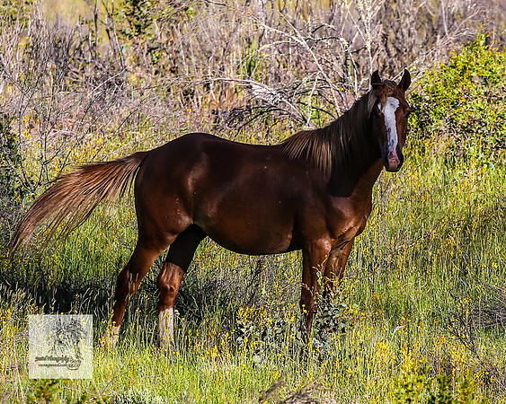Brumbies29122021_0270