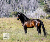39. Brumbies Dec 2023