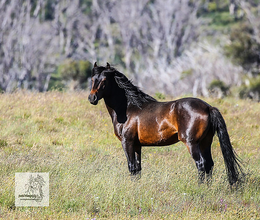 Brumbies17Dec23_1330